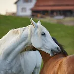 Szczesliwe Siedlisko Апартаменты Rumy