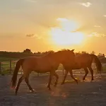 Апартаменты Szczesliwe Siedlisko