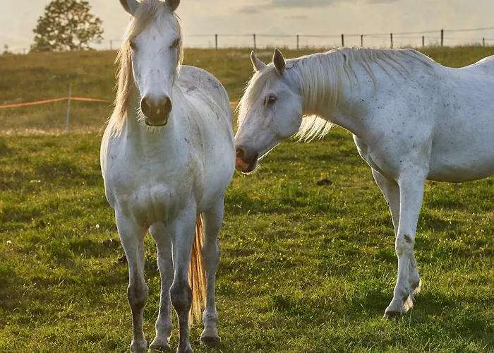 Apartament Szczęśliwe Siedlisko *