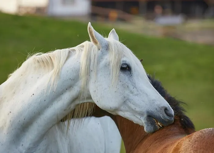 Szczęśliwe Siedlisko Apartament Rumy