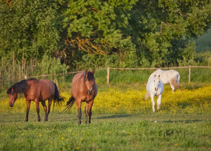 Apartament Szczęśliwe Siedlisko *
