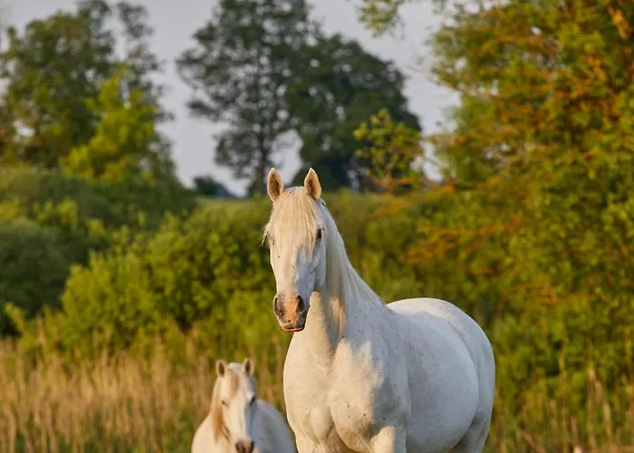 Szczęśliwe Siedlisko Apartament *